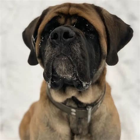 15 Informative And Interesting Facts About English Mastiffs Page 2 Of