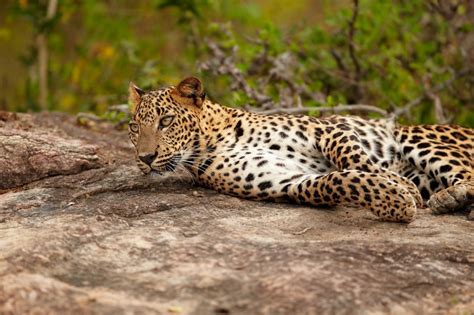 Sri Lanka Leopard Travel La Vita Kelionių Agentūra
