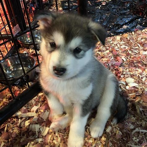 He makes a wonderful companion and does well which children. Alaskan Malamute Puppies For Sale | Dover, OH #321039