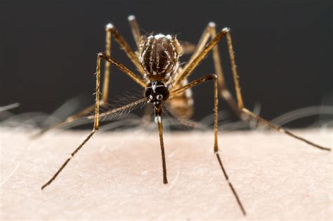 New Findings Could Make Mosquitos More Satisfied—and Safer To Be Around