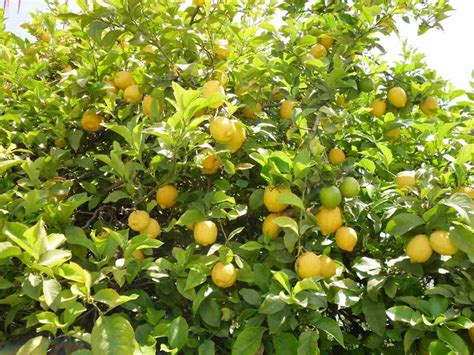 We did not find results for: Lemon Flower and Fruit Drop, Causes, Control Methods - A ...