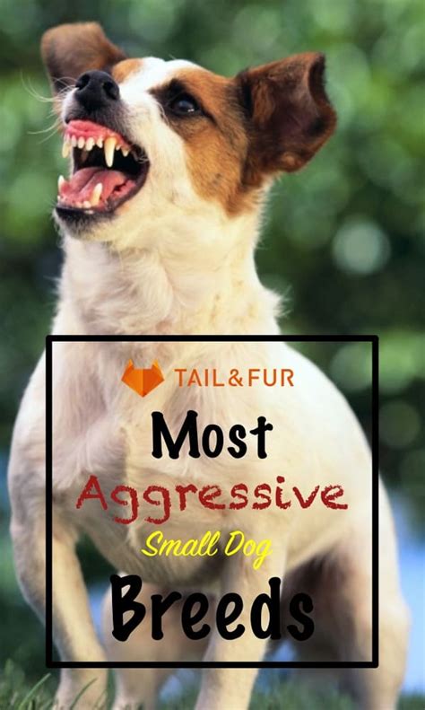 Top 20 Aggressive Small Dog Breeds That Can Be Dangerous