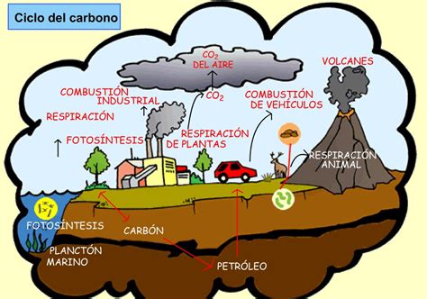 Esquema Del Ciclo Del Carbono ¡fotos And Guía 2021