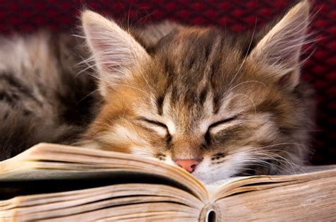 34 Must Read Books For Cat Lovers