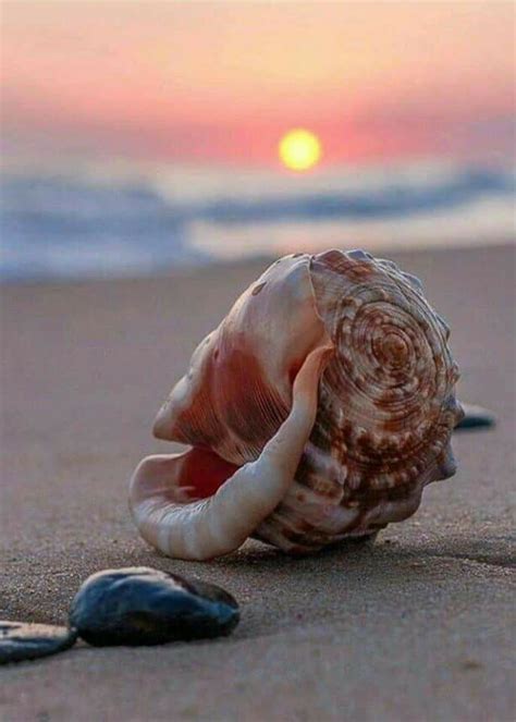Pin By Mona Moni On Guackat Ocean Pictures Sea Shells Ocean