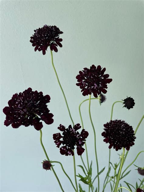 Black Knight Scabiosa Seeds Store