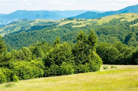 Trees On The Grassy Hill Stock Photo Image Of Sunny 188299172