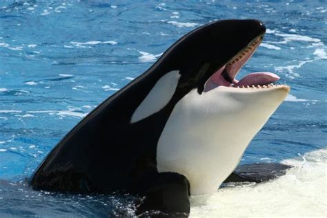 A Whale With Words Orca Mimics Human Speech Huffpost Uk News
