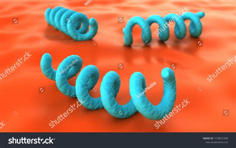 Treponema Pallidum Under Microscope Bacterium Which Stock Illustration