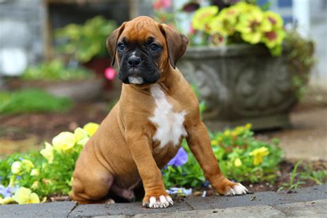 73 Boxer Dog Breed Pictures Pic Bleumoonproductions