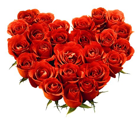 Rose Png Love Flower 642