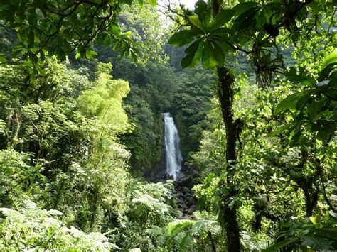 Tropical Rainforest Wallpapers Wallpaper Cave