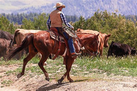 Colorado Cowboy Cattle Drive Photograph By Janice Rae Pariza