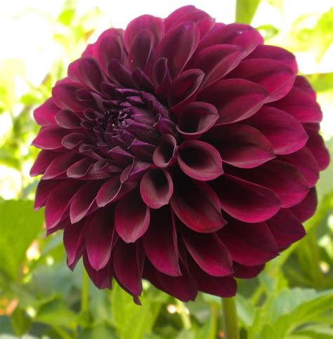 Where Does The Exquisite Black Dahlia Get Its Color From
