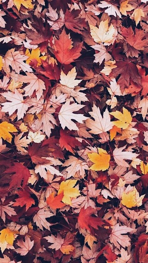 Glitter Fall Leaves Iphone Wallpaper Free 4k Wallpaper