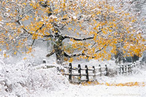 Winter Landscape Nature Trees Snow Fence Wallpaper Coolwallpapersme