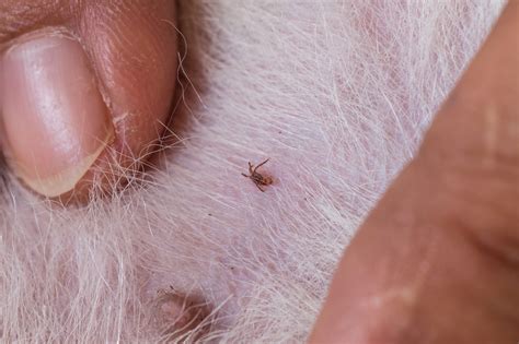 How Do Dog Fleas Look Like Pest Phobia