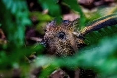 Wild Boar In Tropical Forest Stock Photo Image Of Wild Animal 252299442