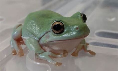 A Green Frog Sitting On Top Of A Plastic Container