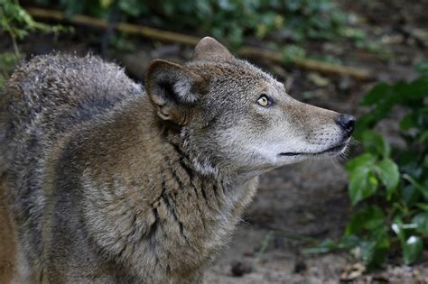 Red wolves court battle reignites as governor urges action