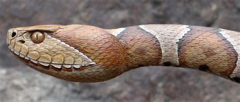 This may result in redness, swelling, and severe pain at the area, which may take up to an hour to appear. Snake Bites on the rise. Does weather play a part? - Rowan ...