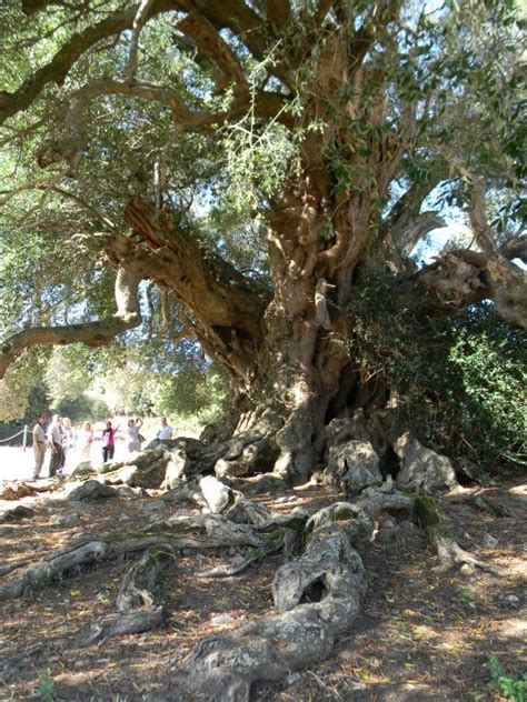 The Oldest Olive Trees They Witnessed The Rise And Fall Of By