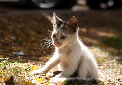 6 things you can do to save kittens' lives - Adventure Cats