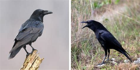 Raven Vs Crow The Fascinating Differences Birdwatching Buzz