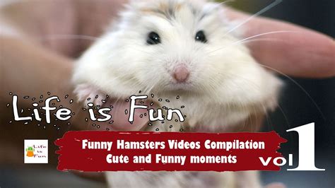 Funny Hamsters Cute Hamster Videos Compilation Vol1 Life Spark
