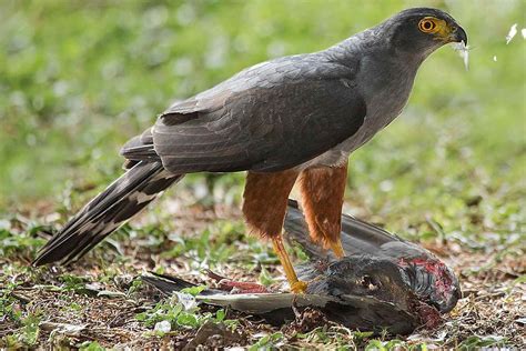 Different Types Of Birds Of Prey