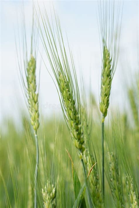 Bright Background Of Young Wheat Close Up Stock Photo Image Of Grow