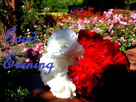 Download Good Evening Flower Bed Wallpaper