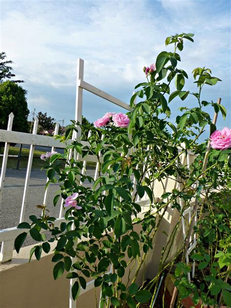 Baja bunga ros jepun tidak rosakkan akar imported 100 water. RESEPI NENNIE KHUZAIFAH: Ros di taman Nannie