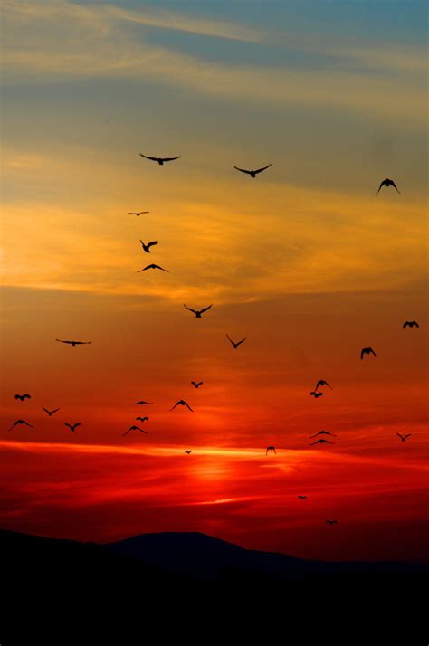 Sunset Orange Birds Horizon Birds Flying Photography Flying