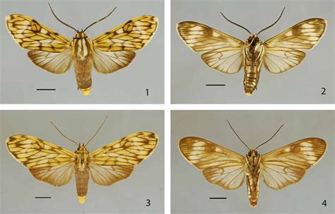 Theages Occultus Sp Nov 1 Holotipo Macho Vista Dorsal 2