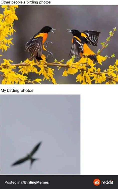 20 Funniest Bird Watching Memes Guaranteed To Laugh Birding Outdoors