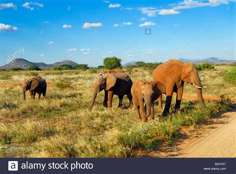 Elephant Stock Photos And Elephant Stock Images Alamy
