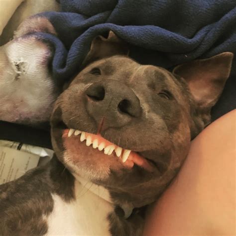 My Friends Pittie Has The Most Awkwardly Adorable Smile Ranjodelco