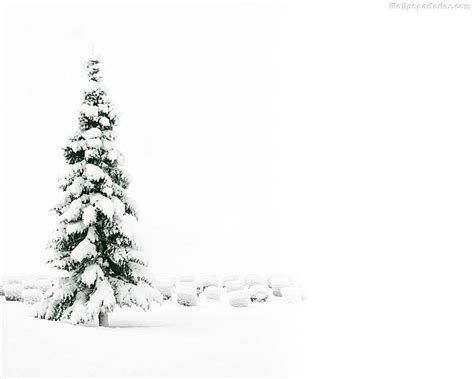White Christmas Tree White Xmas Tree Hd Wallpaper Pxfuel