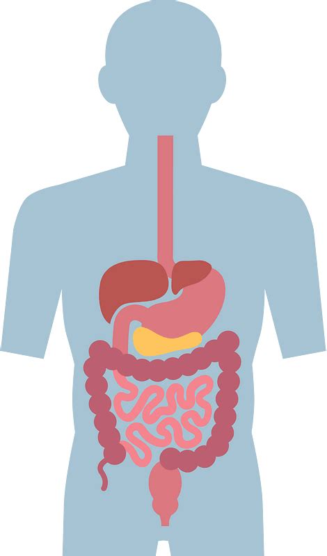 Sistema Digestivo Clipart Dibujos Animados Descargar Gratis Creazilla