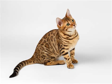 The original bengal cats are a hybrid of the asian leopard cat and domestic cats. Bengal - Cat Breed - zooplus Magazine