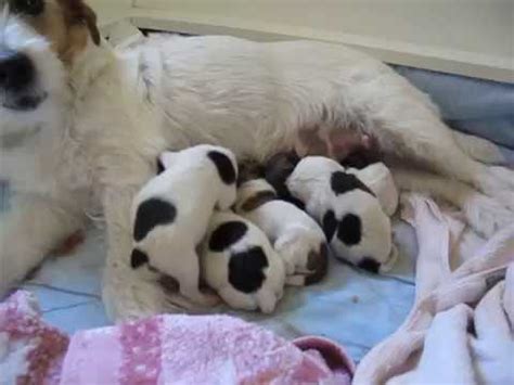Rehome buy and sell, and give an animal a forever home with preloved! Chili's newborn puppies / Jack russell - YouTube