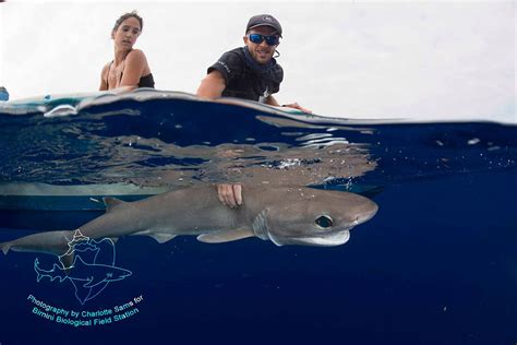 What Lies Beneath The Deep Dark Side Of The Bimini Sharklab Save