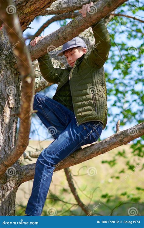 Teen Boy Climbing In A Tree Bright Sunlight Beautiful Day Stock Photo
