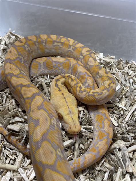 Reticulated Pythons Reptile Forums