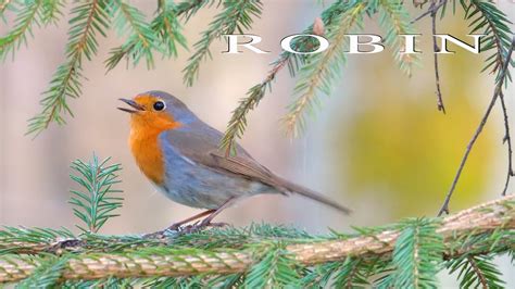 Bird Sounds European Robin Singing Beautiful Bird Song Youtube