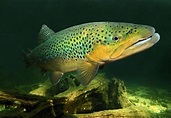 Top predator trout may be able to adapt to warmer waters | Imperial ...