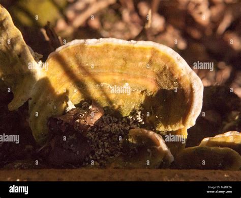 White Bracket Fungus Old Rotten Growing On Dead Tree Stump Close Up