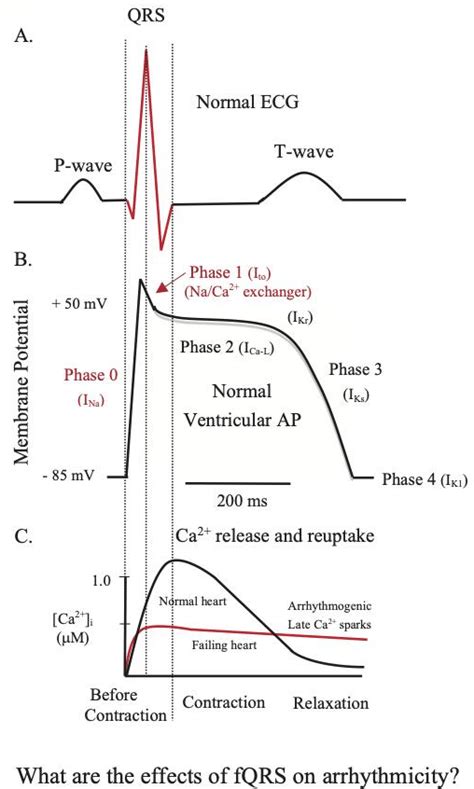 Schematic Of The Normal Ecg A Ventricular Action Potential B And