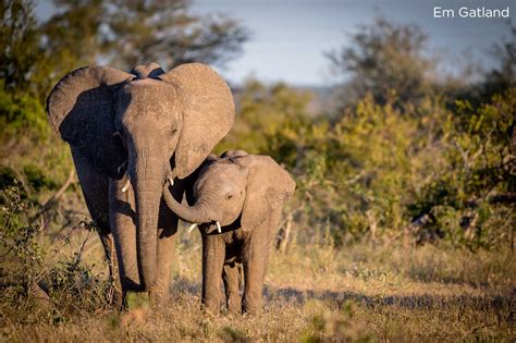500 Elephants Translocated In Malawi Sun Safaris Travel Blog